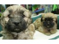 lhasa-apso-in-nepal-small-1