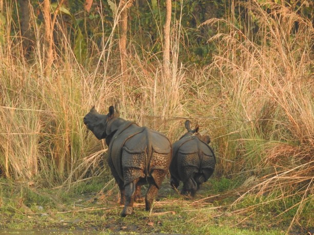 chitwan-national-park-and-its-wildlife-including-the-one-horned-rhinoceros-big-3
