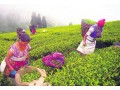 tea-and-coffee-cultivation-in-nepal-small-1