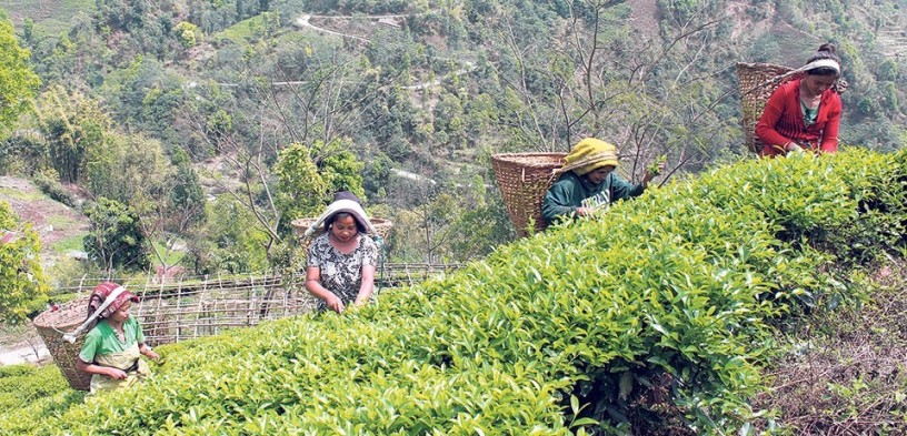 tea-and-coffee-cultivation-in-nepal-big-3