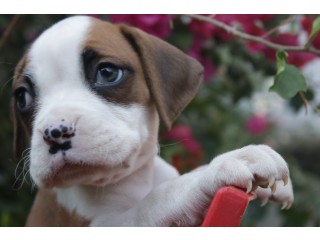 Boxer puppy in Nepal